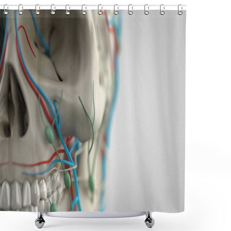 Personality  Human Anatomy Model Shower Curtains