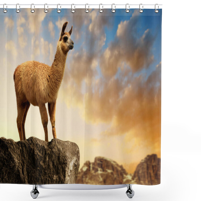 Personality  Llama (lama Glama) At Sunset, Mammal Living In The South American Andes. Shower Curtains