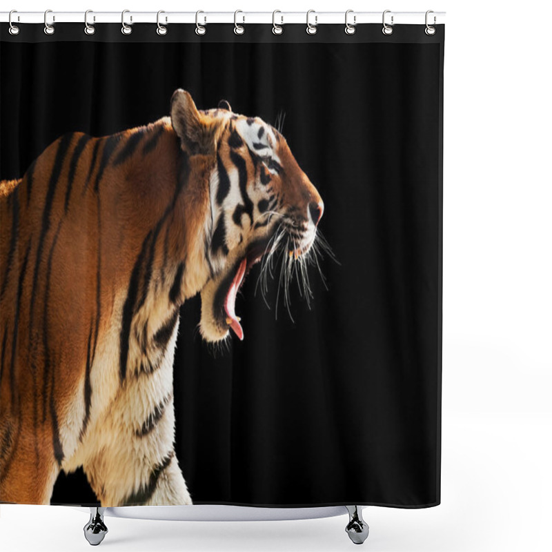 Personality  Wild Tiger Roaring. Shower Curtains