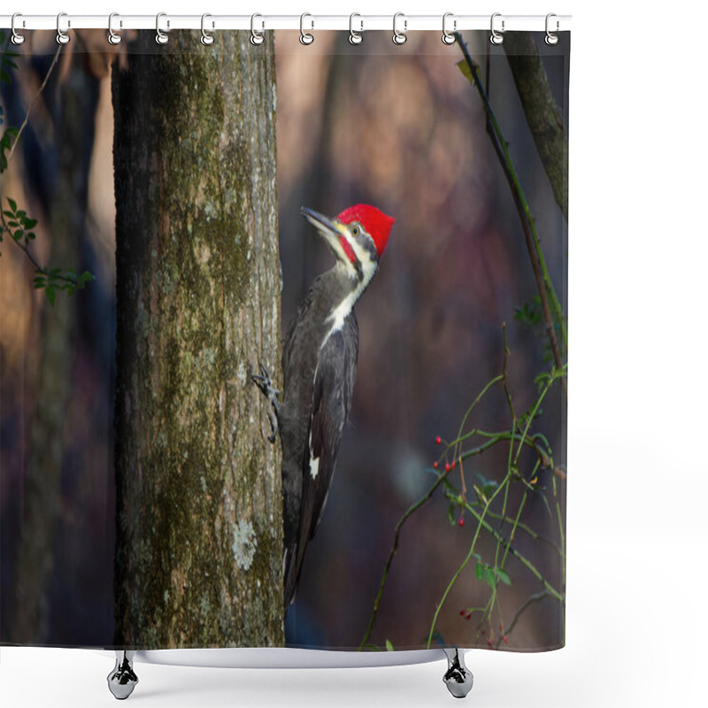 Personality  The Pileated Woodpecker.The Bird Native To North America.Currently The Largest Woodpecker In The United States After The Critically Endangered And Possibly Extinct Ivory Woodpecker. Shower Curtains