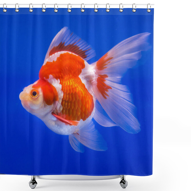 Personality  Goldfish In Aquarium With Green Plants Shower Curtains