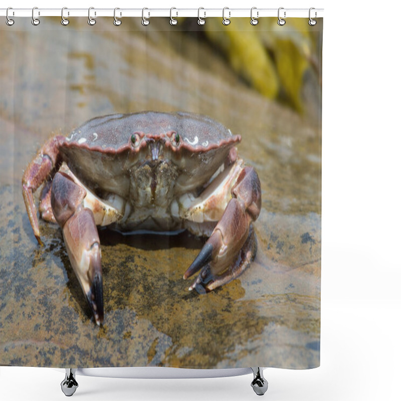 Personality  Brown Crab (Cancer Pagarus) Shower Curtains