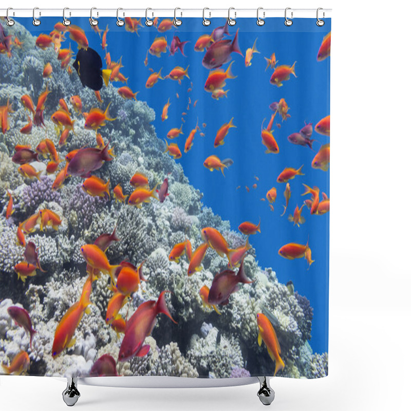 Personality   Coral Reef With Shoal Of Fishes Scalefin Anthias, Underwater Shower Curtains