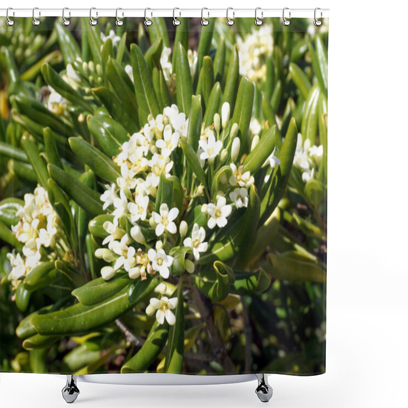 Personality  Mediterranean Flowering Plant Pittosporum Tobira. Bush With Many Cluster Of Fragrant Creamy White Flowers Shower Curtains