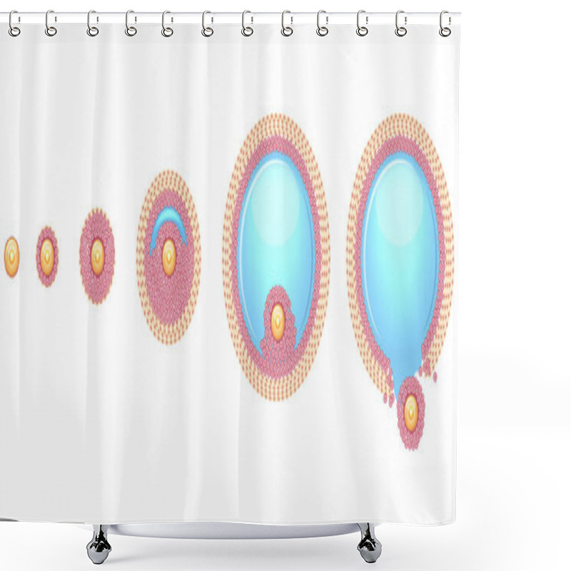 Personality  Ovulation Process Step By Step Shower Curtains