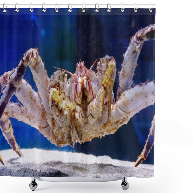 Personality  Kamchatka Crab In The Aquarium Of The Fish Department Of The Market. Delicacies From The Sea. Red Alaskan King Crab. Paralithodes Camtschaticus Shower Curtains