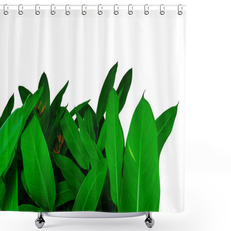 Personality  Isolated Of Beautiful Leaves Parrot Flower Of Paradise Flower On White Background Shower Curtains