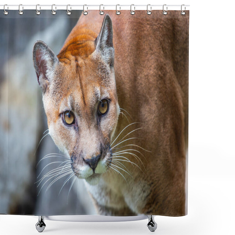 Personality  Large, Solitary Cat With A Tawny Coat And A Long Tail. Found In Mountains, Forests, And Deserts Throughout North And South America. Shower Curtains