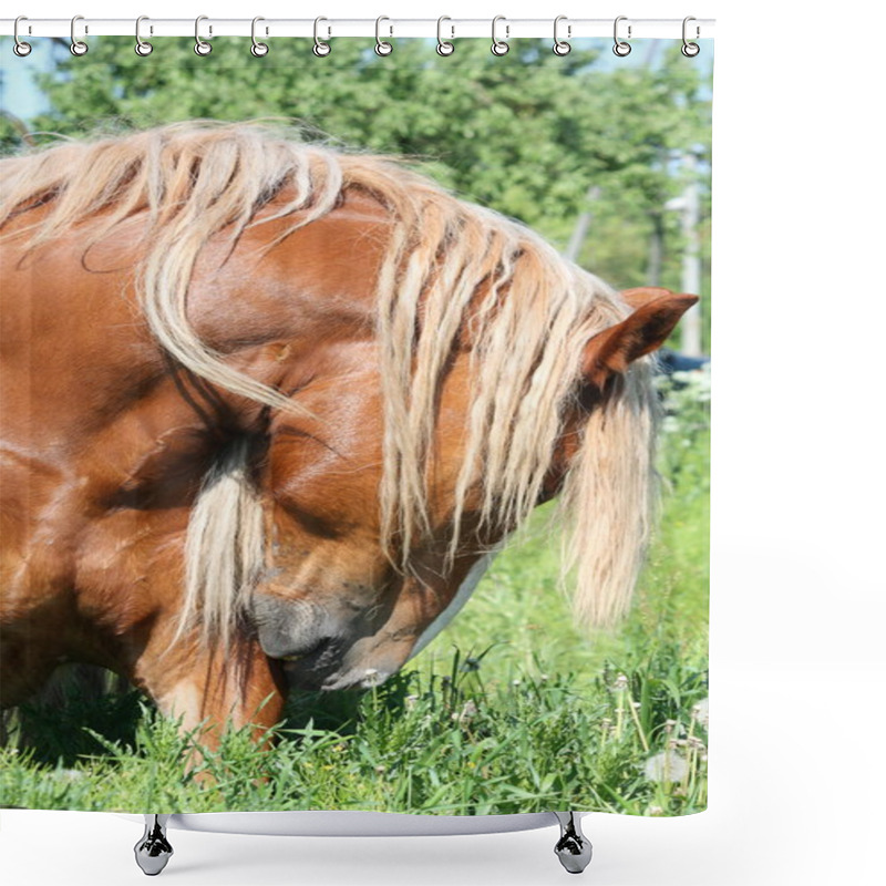 Personality  Palomino Draught Horse Eating Grass Shower Curtains