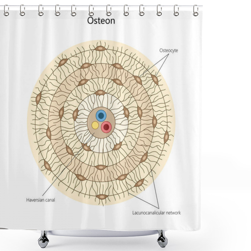 Personality  Osteon, Highlighting Osteocytes, Haversian Canal, And The Lacunocanalicular Network In Bone Tissue Structure Diagram Hand Drawn Schematic Raster Illustration. Medical Science Educational Illustration Shower Curtains