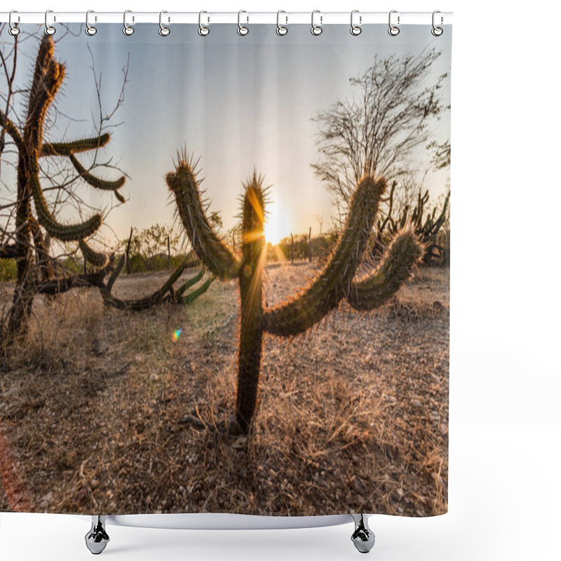 Personality  Landscape Of The Caatinga In Brazil. Cactus At Sunset Shower Curtains