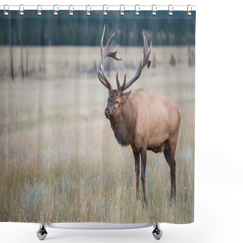 Personality  Elk In Wild, Animal. Nature, Fauna Shower Curtains