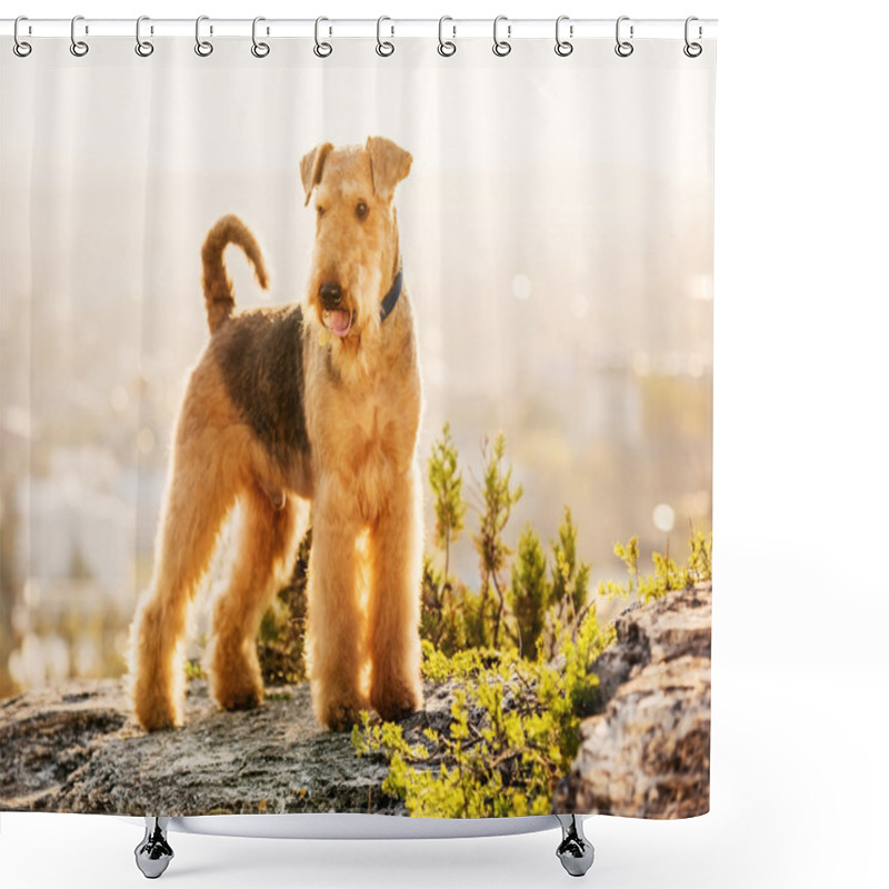 Personality  Airedale Terrier Shower Curtains