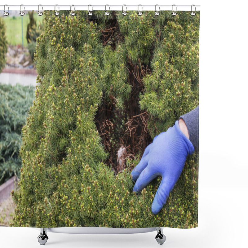 Personality  The Gardener Removes The Red Spider Mite (Tetranychus Urticae) C Shower Curtains