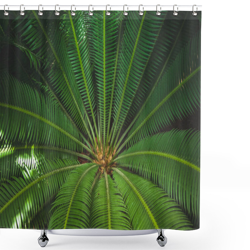 Personality  Close Up View Of Beautiful Green Palm Leaves Shower Curtains