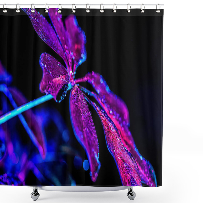 Personality  Toned Image With Purple Leaf Of Schefflera Plant, Isolated On Black Shower Curtains