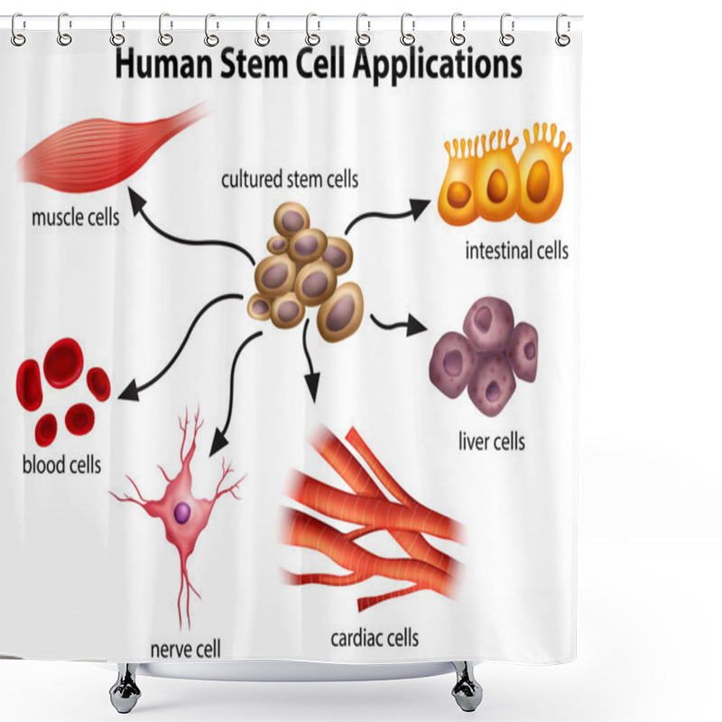 Personality  Human Stem Cell Applications Shower Curtains