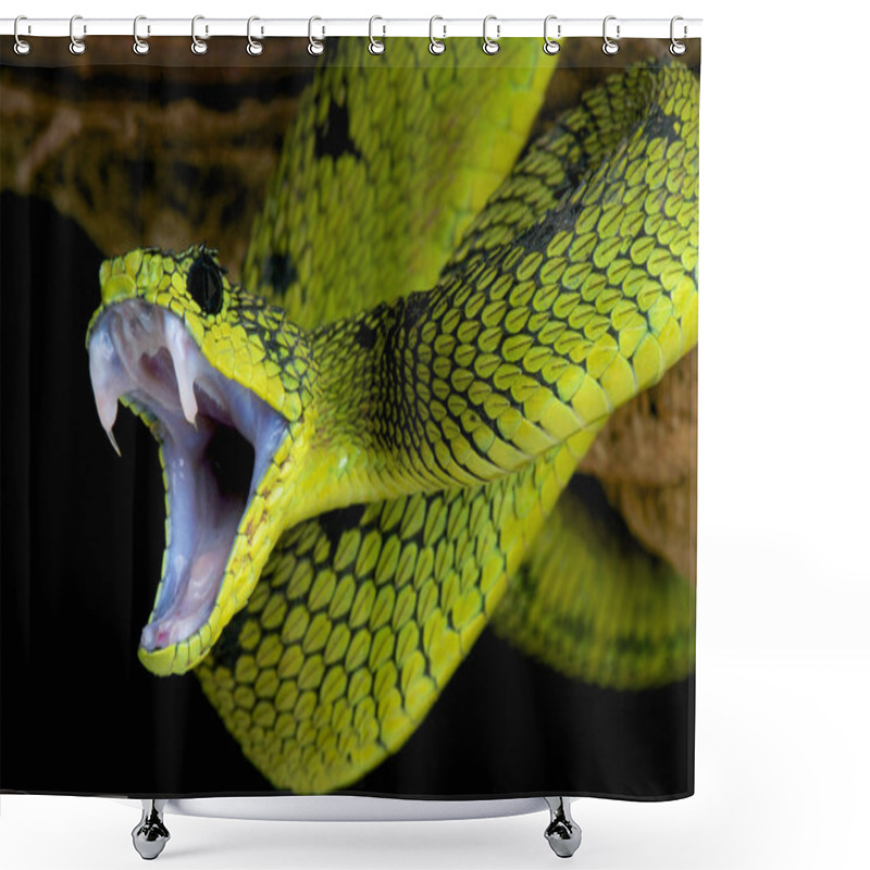 Personality  The Great Lakes Bush Viper (Atheris Nitschei) Is A Highly Nervous Snake Species Found Around The Great Lakes Of Central Africa. Shower Curtains