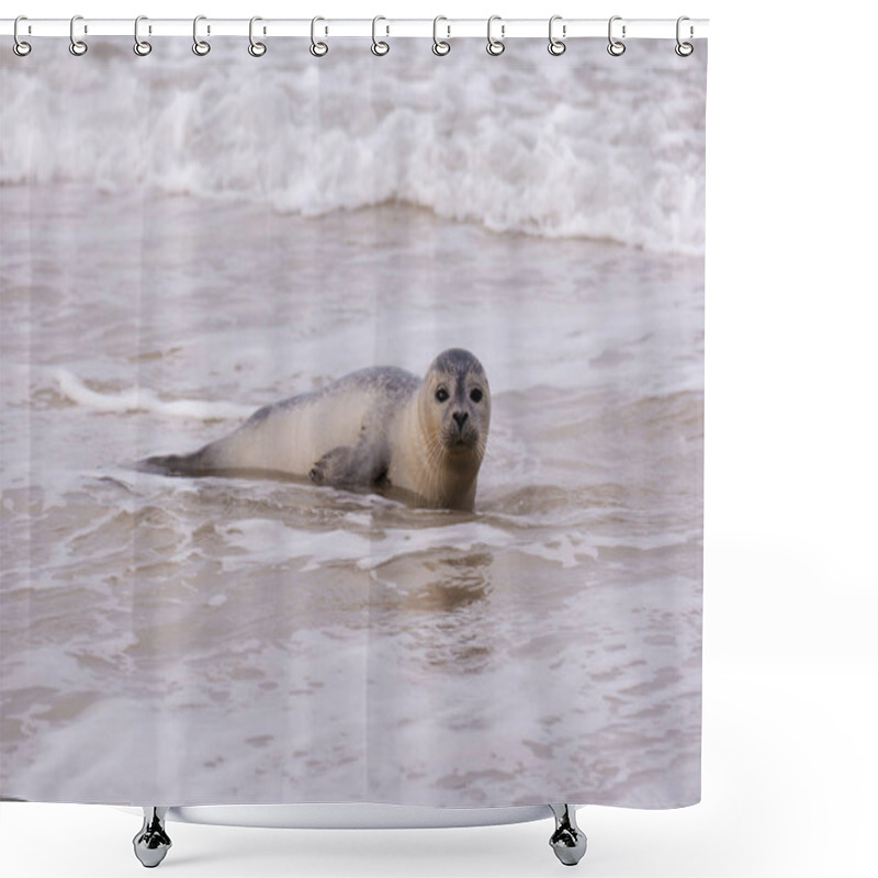 Personality  Seal On The Beach Of Amrum In Germany Shower Curtains