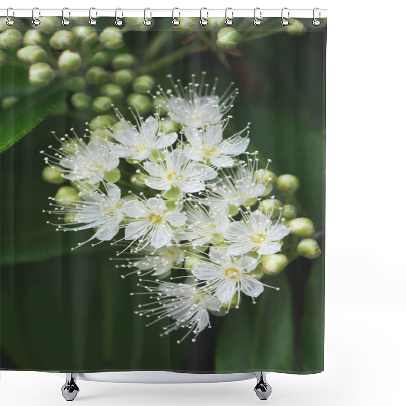 Personality  White Flowers And Buds Of The Australian Native Lemon Myrtle, Backhousia Citriodora, Family Myrtaceae. Endemic To Coastal Rainforest Of New South Wales And Queensland. Lemon Scented Aromatic Foliage Shower Curtains