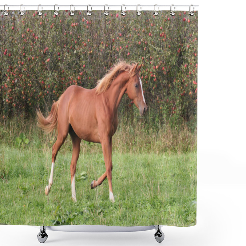 Personality  Young Sorrel Horse Running On Meadow Shower Curtains