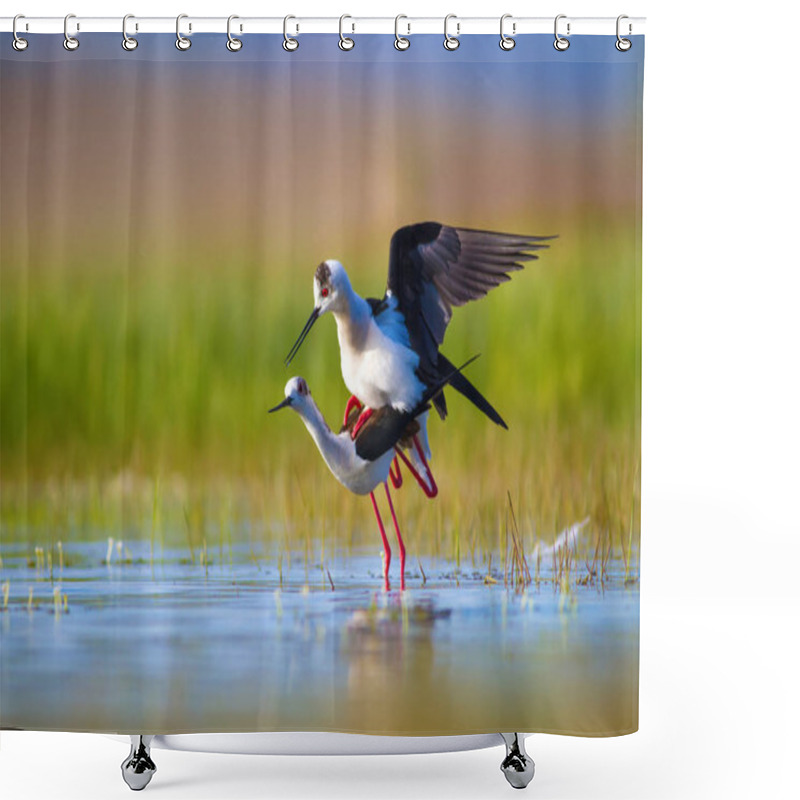 Personality  Cute Bird's Mating. Common Water Birds. Bird; Black Winged Stilt. Himantopus Himantopus. Colorful Nature Background. Shower Curtains