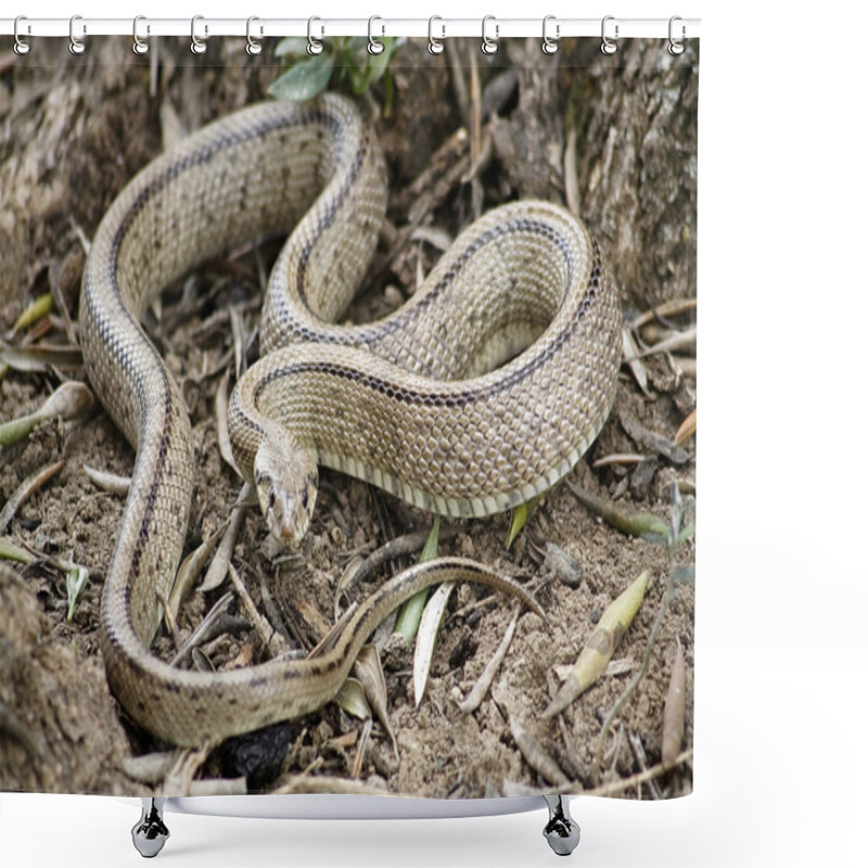 Personality  Rhinechis Scalaris Out Of A Tree In Spring Shower Curtains