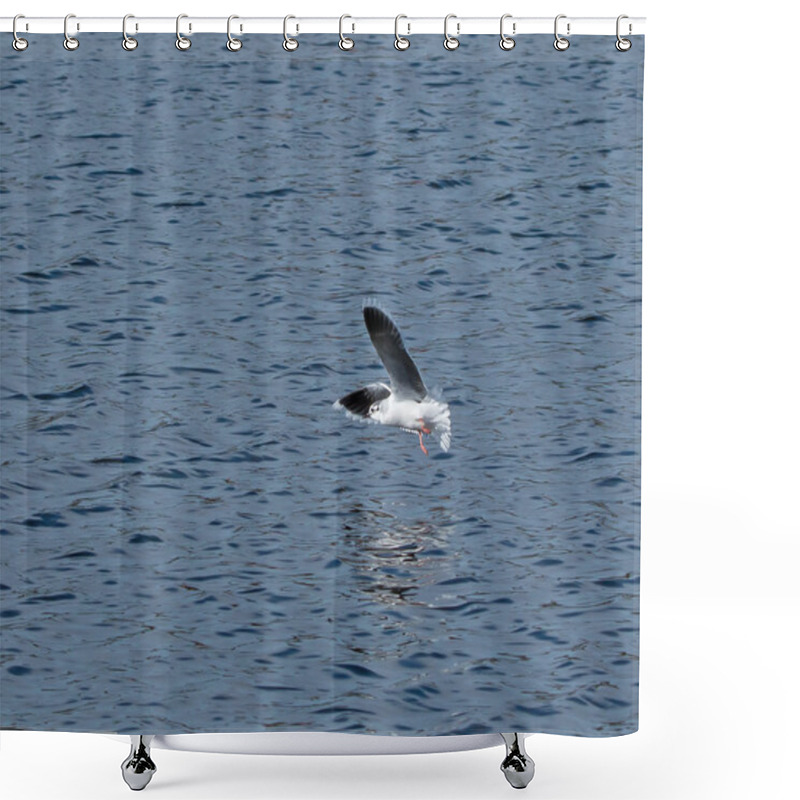 Personality  Little Gull Underwing Shower Curtains