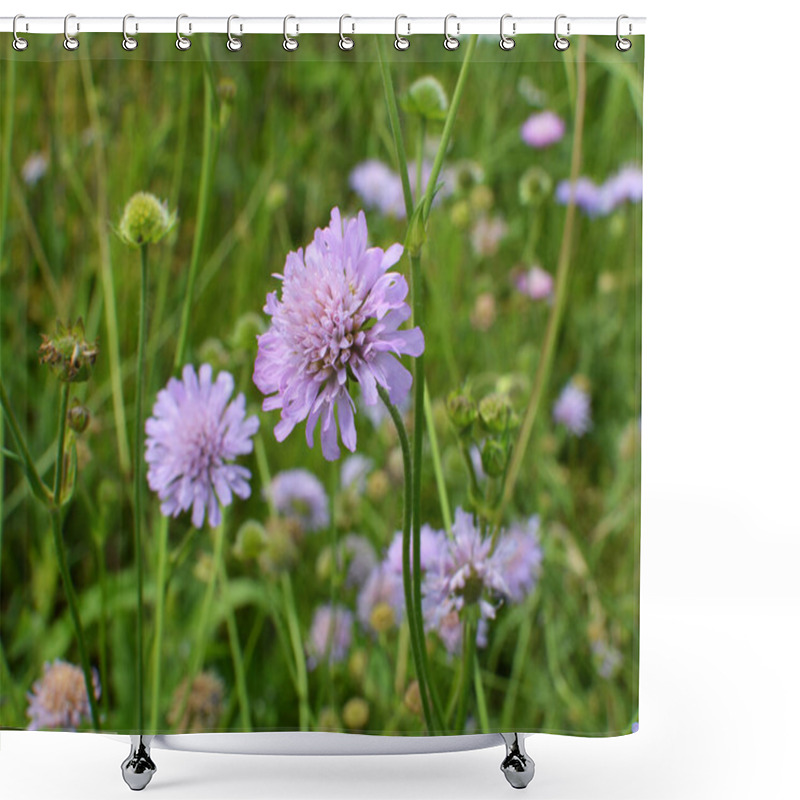 Personality  Knautia Arvensis Grows Among Grasses In The Wild Shower Curtains