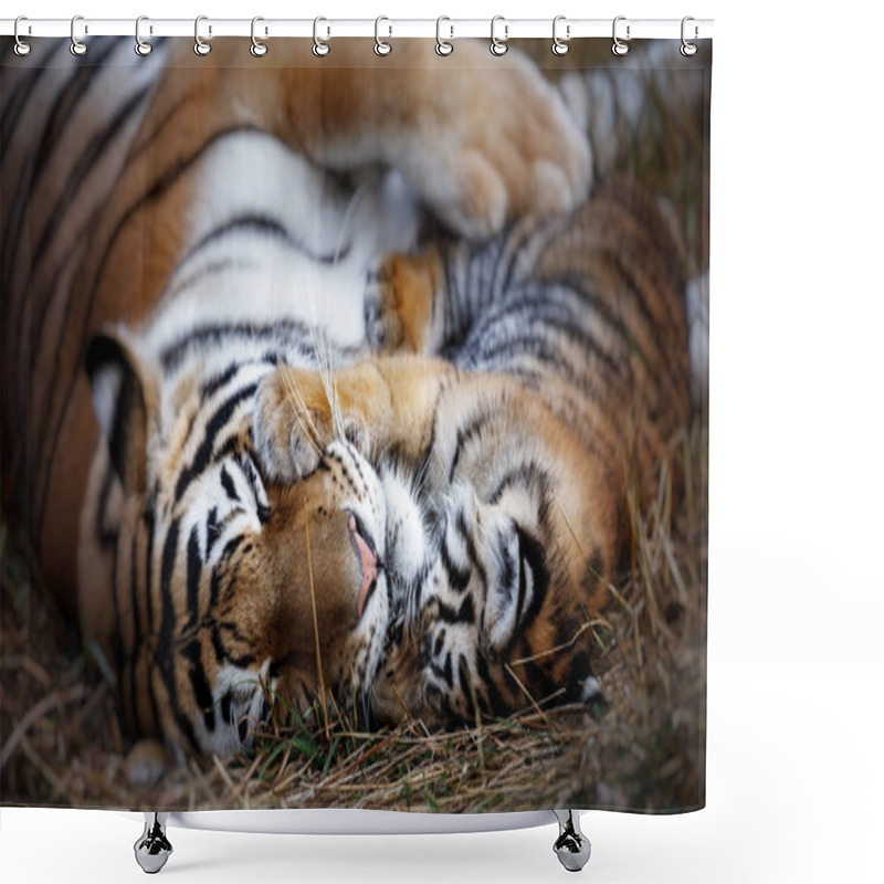 Personality  Tigress With Cub. Tiger Mother And Her Cub Shower Curtains