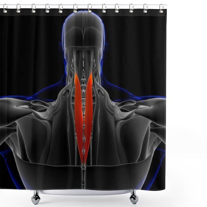 Personality  3D Illustration, Muscle Is A Soft Tissue, Muscle Cells Contain Proteins , Producing A Contraction That Changes Both The Length And The Shape Of The Cell. Muscles Function To Produce Force And Motion. Shower Curtains