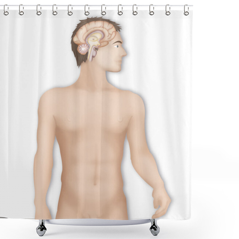 Personality  Human Brain Shower Curtains