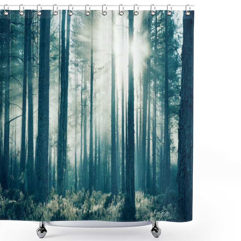 Personality  Coniferous Forest With Morning Sun Shining Shower Curtains