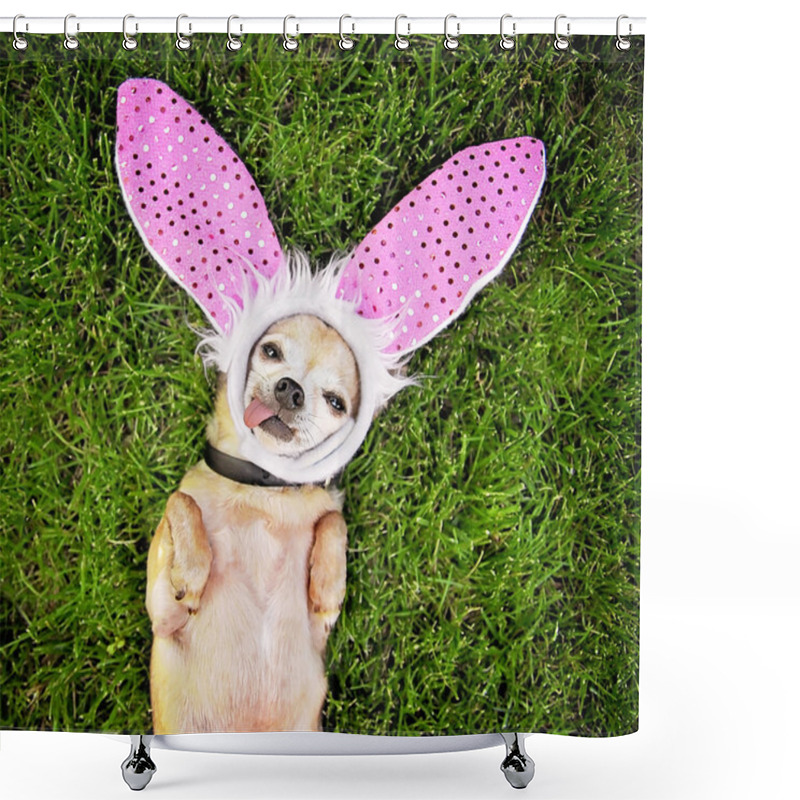 Personality  Chihuahua Laying With Bunny Ears On Shower Curtains