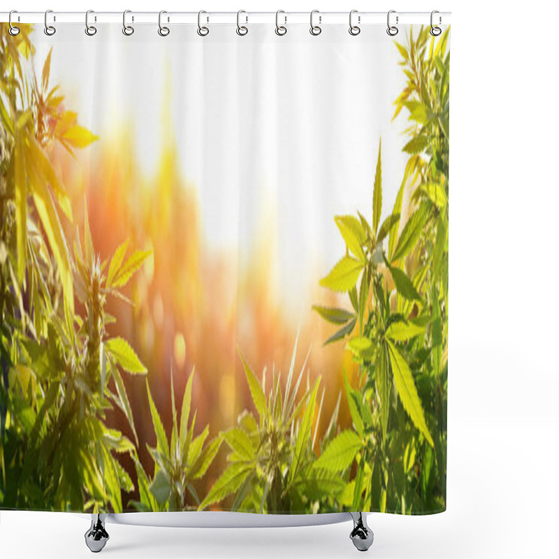 Personality  Cannabis With Flowers At Sunset - Sativa Herb - Legal Marijuana Shower Curtains