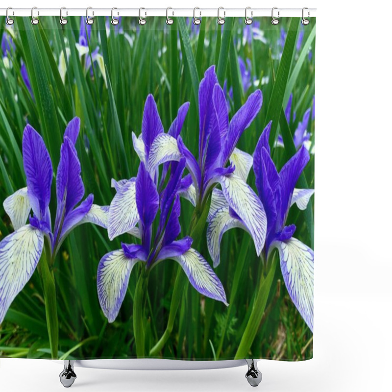 Personality  Beautiful Purple Iris Flowers In The Garden Shower Curtains