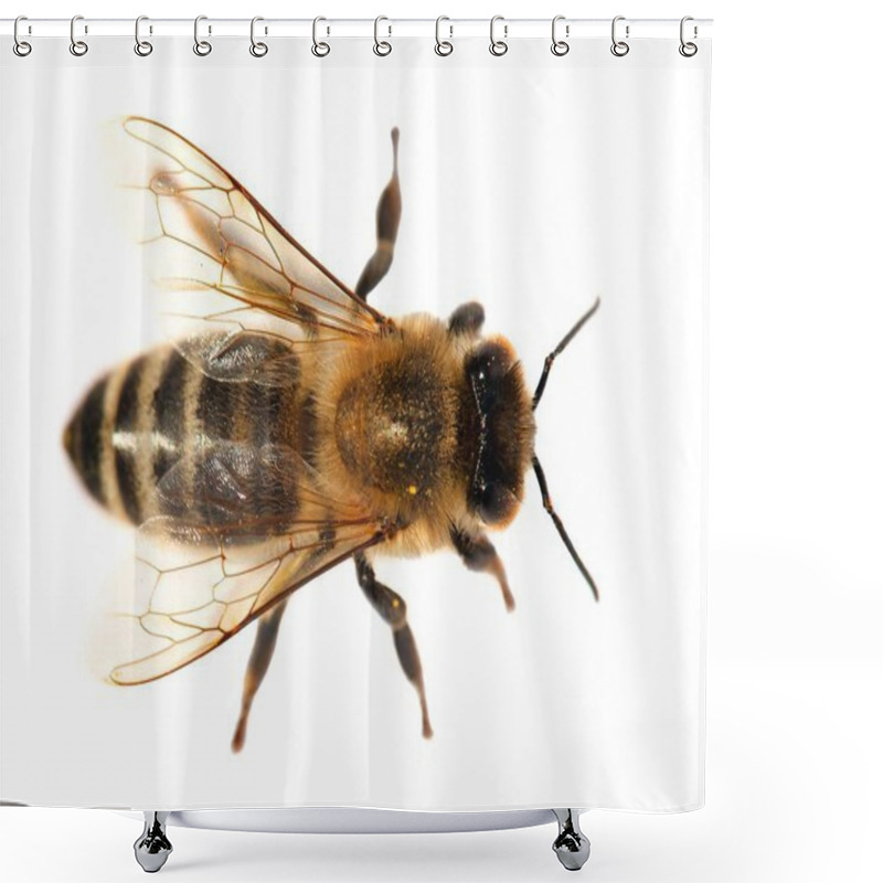 Personality  Detail Of Bee Or Honeybee , Apis Mellifera Shower Curtains