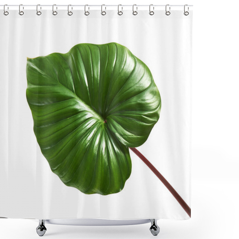 Personality  Homalomena Foliage, Green Leaf With Red Petioles Isolated On White Background, With Clipping Path Shower Curtains