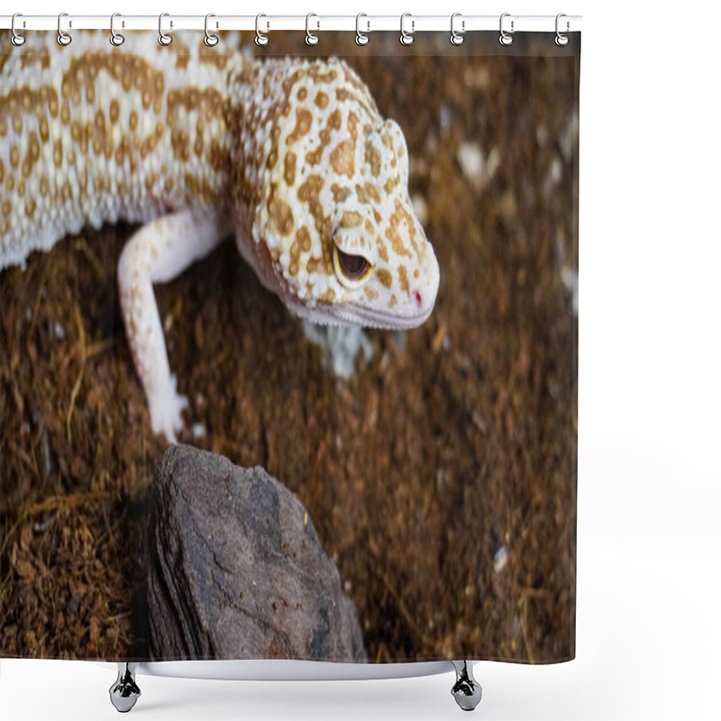 Personality  Close-up Of A Leopard Gecko, A Popular Exotic Pet With Vibrant, Spotted Skin, Scales, And Unique Colors. This Nocturnal Reptile Thrives In Desert Habitats, Showcasing Natural Camouflage And Predator Instincts. Shower Curtains