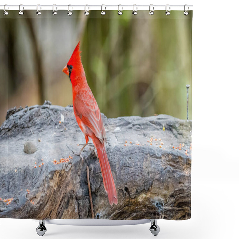 Personality  A Northern Cardinal In Laguna Atascosa NWR, Texas Shower Curtains