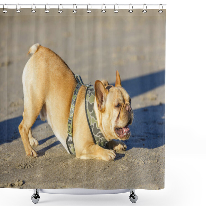 Personality  Playful Young French Bulldog Male Bowing Down And Barking At Other Dogs. Sandy Beach In Northern California. Shower Curtains