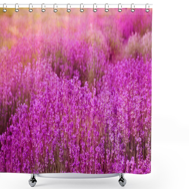 Personality  Lavender Field On Sunny Day, Banner Design   Shower Curtains