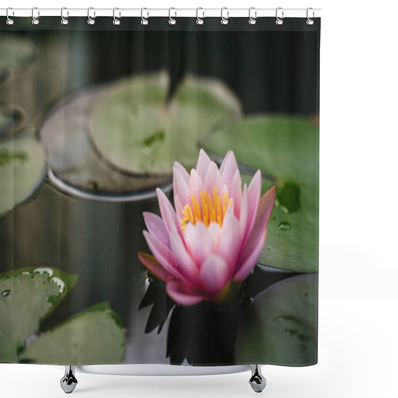 Personality  Beautiful Lotus Flower On The Water After Rain In Garden. Shower Curtains