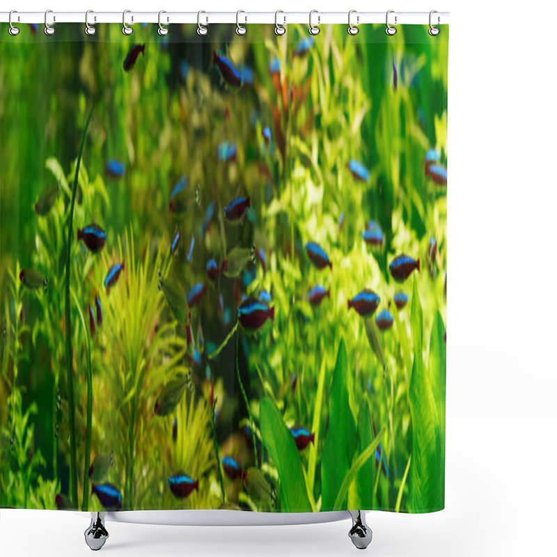 Personality  Small Fishes Swimming Under Water Among Green Seaweed In Aquarium, Panoramic Shot Shower Curtains