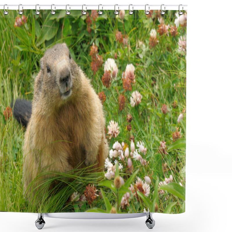 Personality  Groundhog In His Natural Habitat Shower Curtains