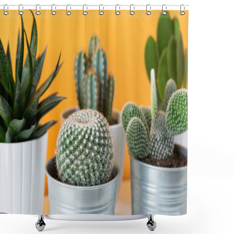 Personality  Collection Of Various Cactus And Succulent Plants In Different Pots. Potted Cactus House Plants On White Shelf Against Pastel Mustard Colored Wall. Shower Curtains