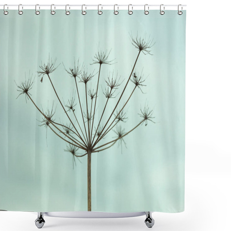 Personality  The Dried Up Inflorescence Of An Umbellate Plant Against The Sky Shower Curtains