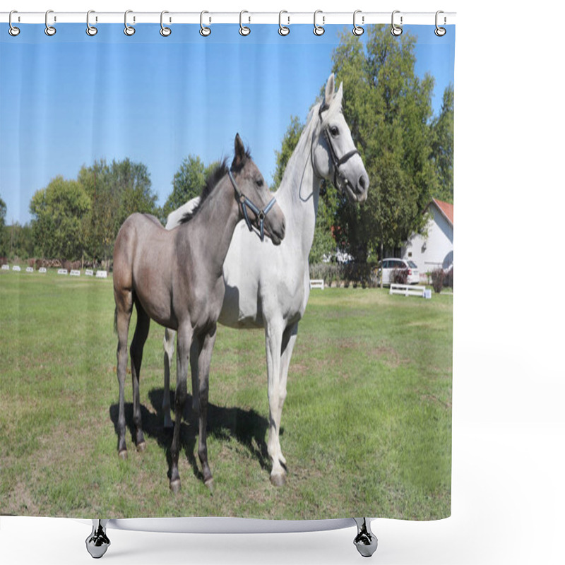 Personality  Young Mare And His Foal Show Off Their Skills On A Beautiful Summer Day, Equestrian Atmosphere Shower Curtains