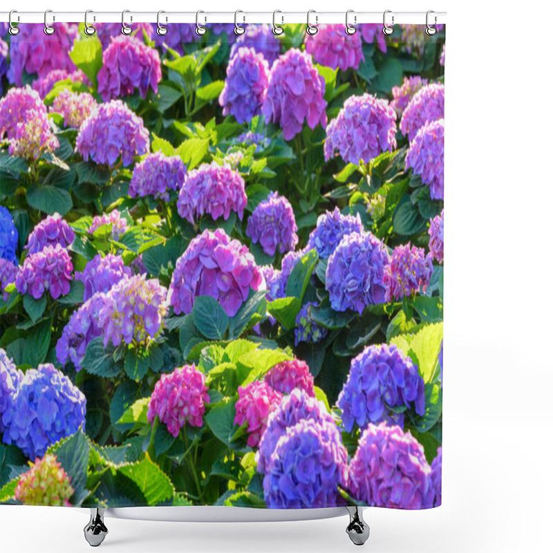 Personality  Blooming Hydrangeas Flowers In The Garden At Chiang Mai, Thailand Shower Curtains