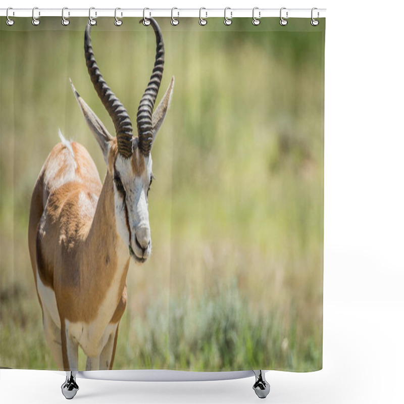 Personality  Close Up Of A Springbok In The Kalagadi. Shower Curtains